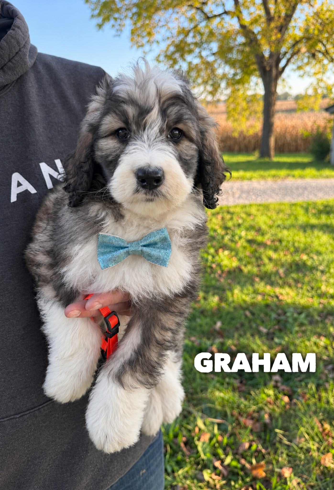 Graham 1